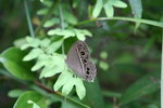 IMG_3112_1
