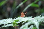 蜆蝶
IMG_3234_1