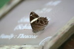 白帶黛眼蝶
IMG_3243_1