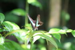 青鳳蝶
IMG_3244_1