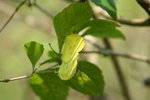 黃粉蝶(交配中)
IMG_3249_1