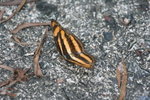 IMG_3253_1