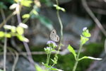 IMG_3254_1