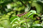 IMG_3258_1