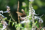 玉帶鳳蝶
IMG_3261_1