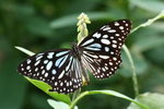 IMG_3271_1