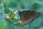 藍點紫斑蝶 

IMG_3297_1