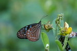 IMG_3298_1