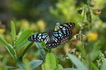 IMG_3299_1
