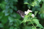 藍點紫斑蝶 

IMG_3306_1