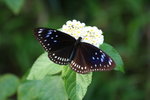 藍點紫斑蝶 

IMG_3309_1