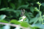 綠鳳蝶
IMG_3310_1