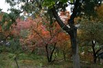 IMG_3331_1
