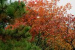 IMG_3332_1