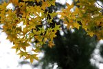 IMG_3342_1