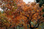 IMG_3344_1