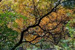IMG_3350_1