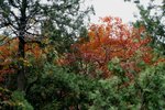 IMG_3353_1