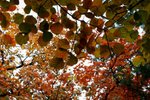 IMG_3367_1