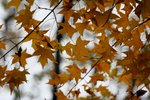 IMG_3401_1