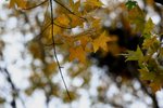 IMG_3402_1