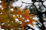 IMG_3404_1