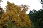 IMG_3414_1