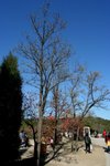 IMG_3658_1