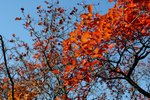 IMG_3663_1