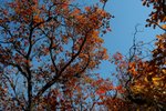 IMG_3667_1