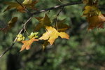 IMG_3695_1