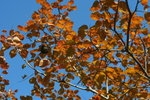 IMG_3741_1