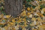 IMG_4009_1
