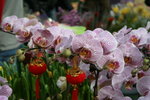 IMG_4051_1
