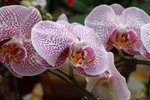 IMG_4052_1