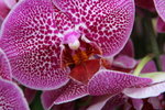 IMG_4065_1
