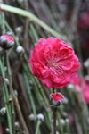 IMG_4091_1