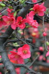 IMG_4100_1