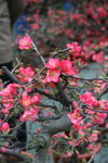 IMG_4101_1