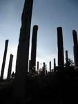 IMG_5860_1
