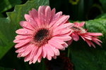 IMG_4143_1