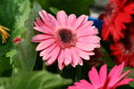 IMG_4146_1