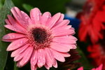 IMG_4147_1