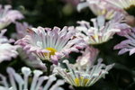 IMG_4152_1