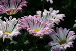 IMG_4153_1