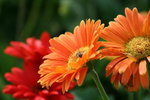IMG_4158_1
