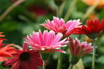 IMG_4161_1