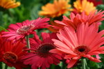 IMG_4166_1