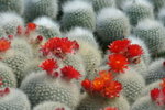 IMG_4176_1