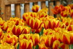 IMG_4189_1